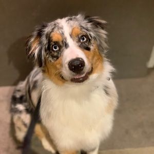 Meet your Posher, G emerson